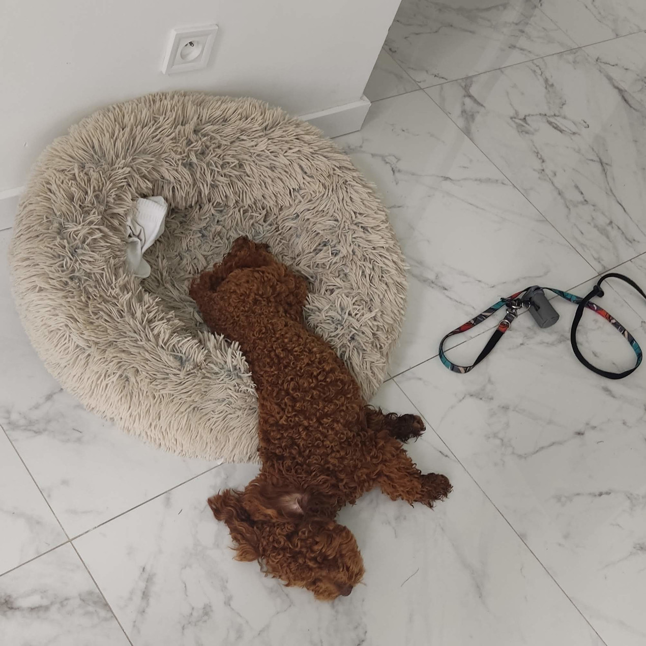 Sleeping benefits of Maltipoos : Maltipoo sleeping on his dog bed